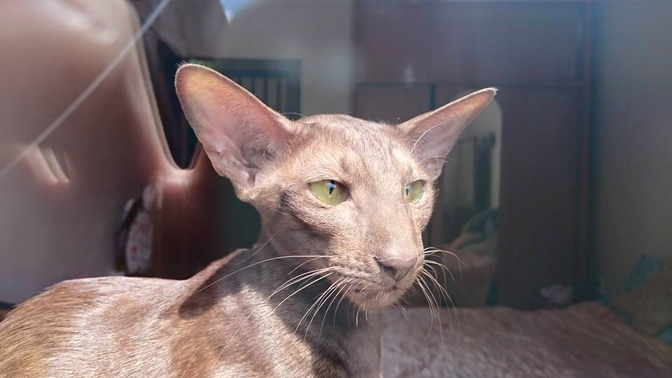 👉 🐱 Co projde u vybíravé kočky