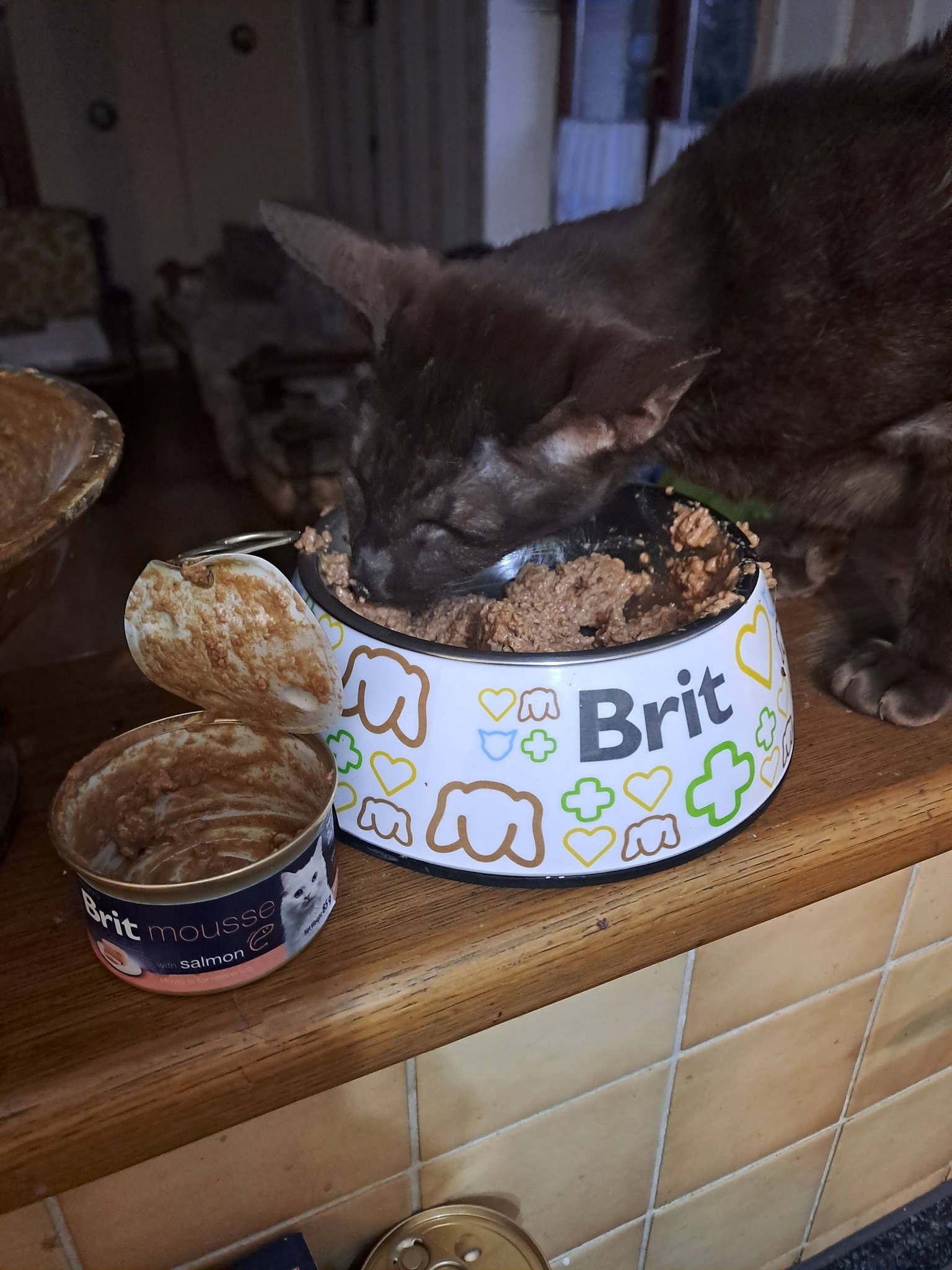 Vybíravá kočka Holinka vs. Pepík, který sní úplně všechno