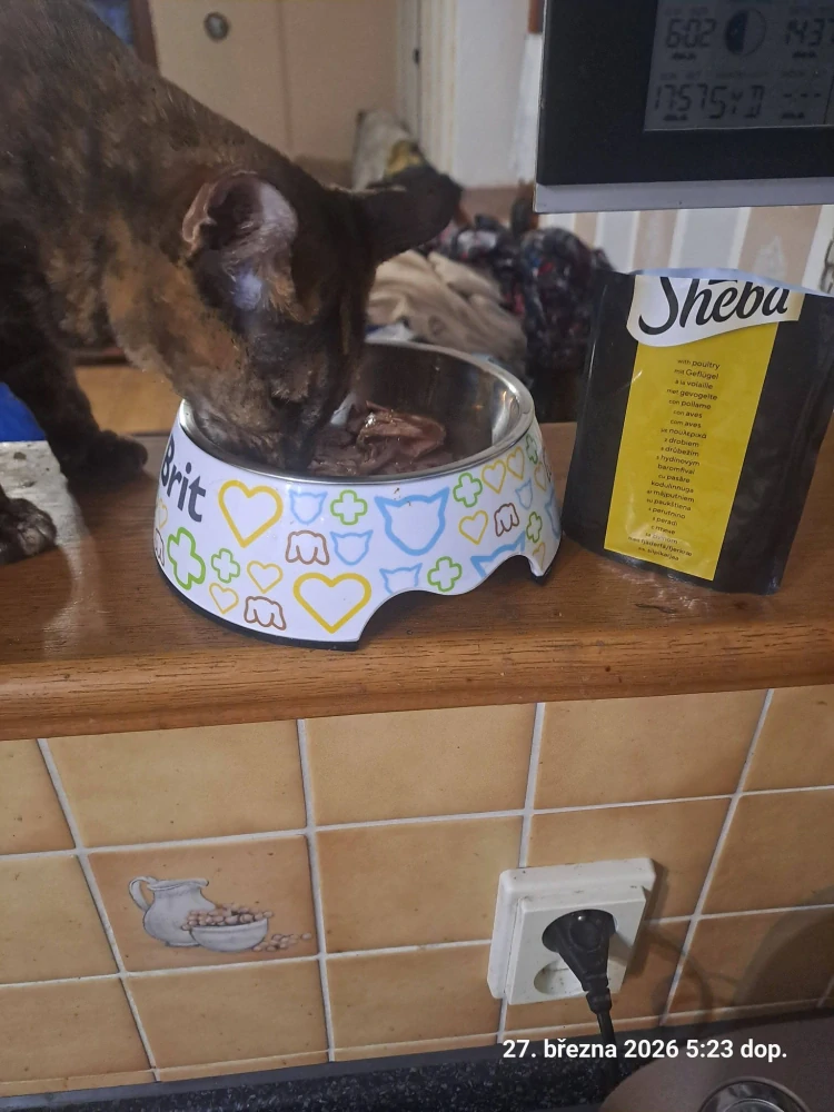 Sheba Delicacy kapsička pro kočky drůbež  85