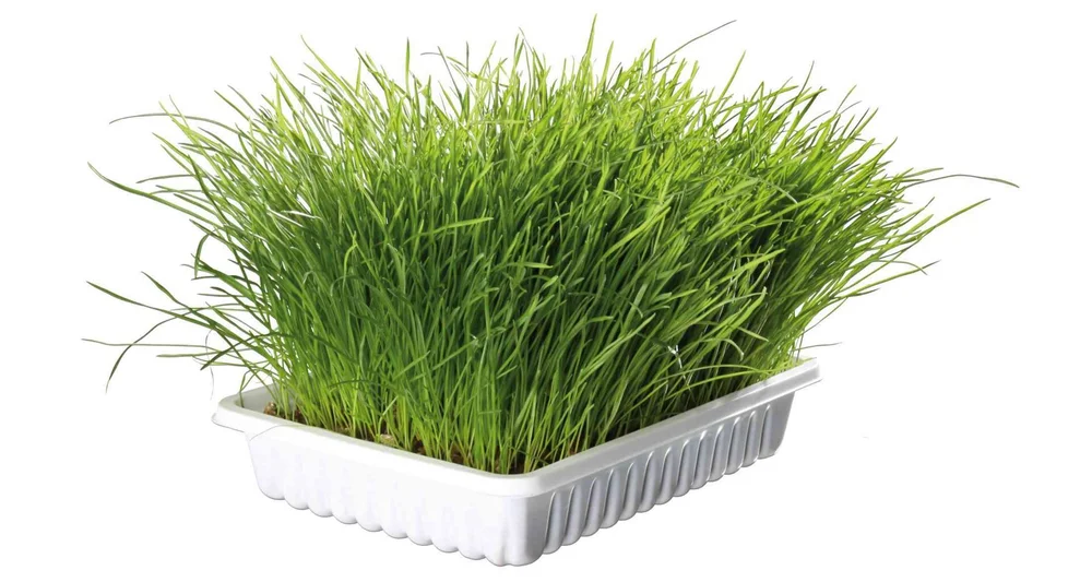 Jemná tráva pro kočku v misce TRIXIE 100 g