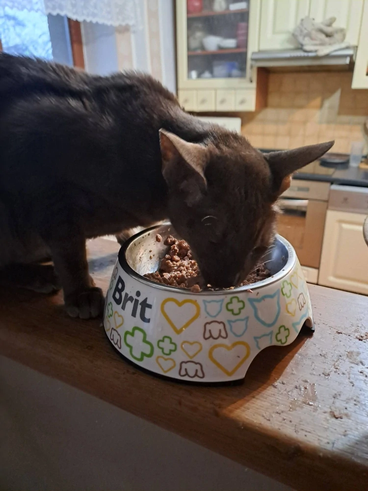 Stuzzy Cat vanička pro kočky Adult paté kuřecí játra 100 g